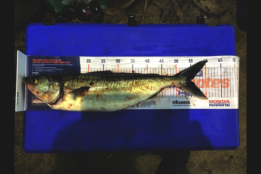 steve taylor caught this 55.0cm Kahawai at bay of islands during The Hirepool Baitmates Fishing Comp