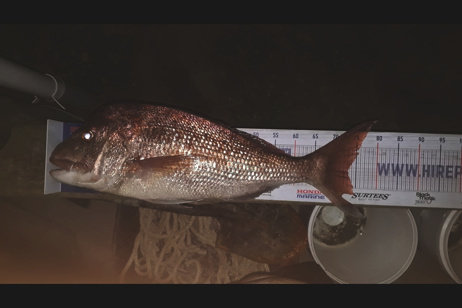 Rene Crouch caught this 73.0cm Snapper at Coromandel  during The Hirepool Baitmates Fishing Comp
