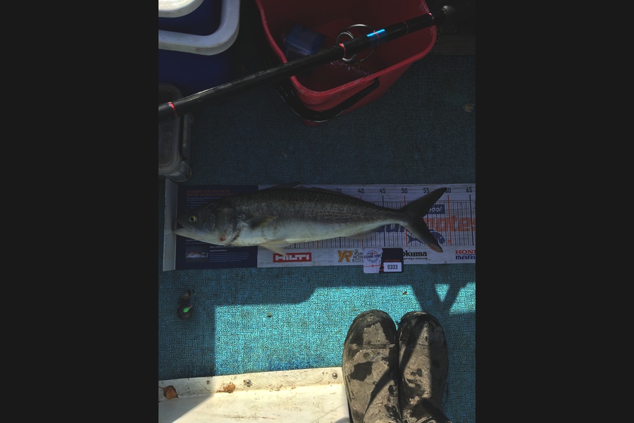 Connah Coulson caught this 54.0cm Kahawai at Wellington Harbour  during The Hirepool Baitmates Fishing Comp
