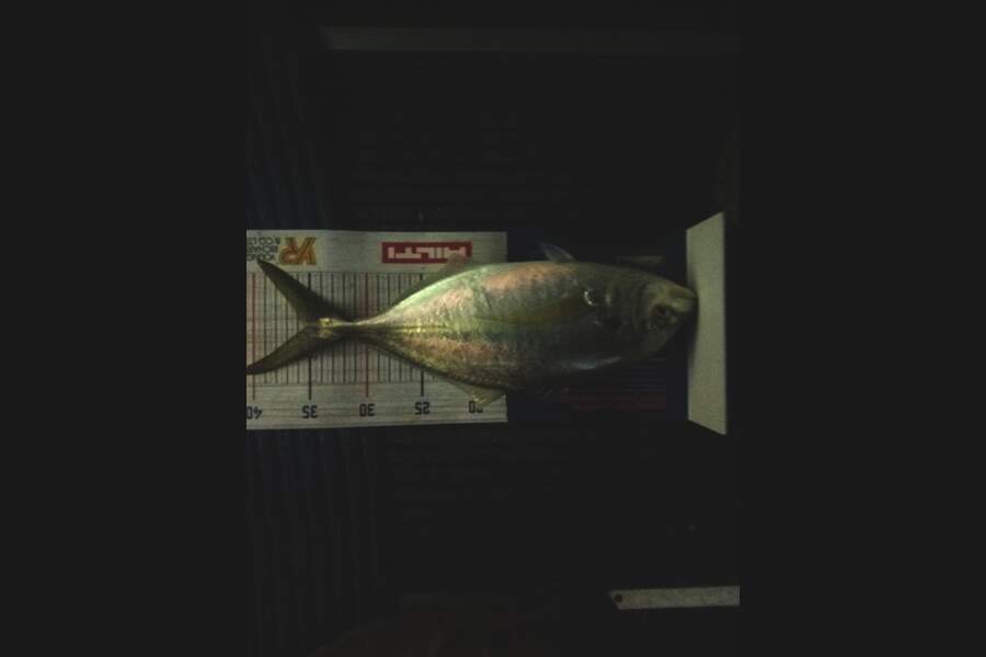 Colleen  Archer  caught this 35cm Trevally at Tauranga  during The Hirepool Baitmates Fishing Comp