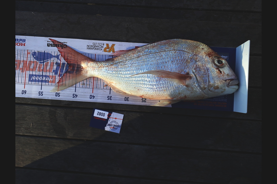 Rick Welsh caught this 47.5cm Snapper at Kawakawa Bay during The Hirepool Baitmates Fishing Comp