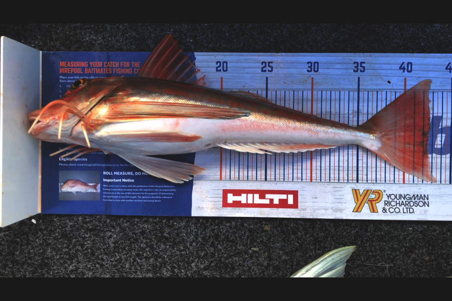 Bryce Helms caught this 42.5cm Gurnard at Tasman Bay during The Hirepool Baitmates Fishing Comp