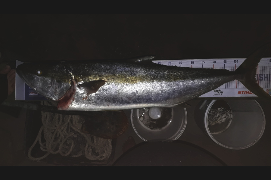 Rene Crouch caught this 105.0cm Kingfish at Coromandel  during The Hirepool Baitmates Fishing Comp
