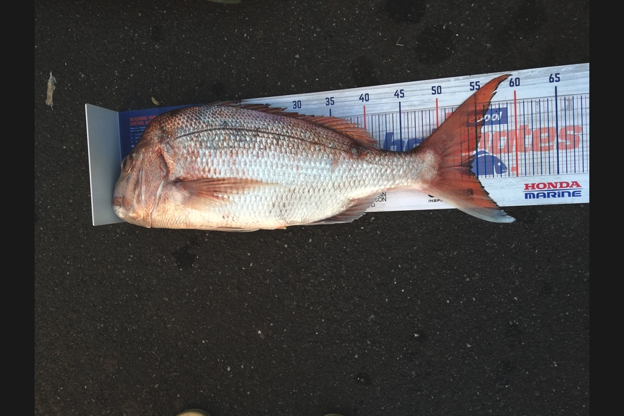 Raymond Edwards caught this 54.0cm Snapper at Kaiaua during The Hirepool Baitmates Fishing Comp