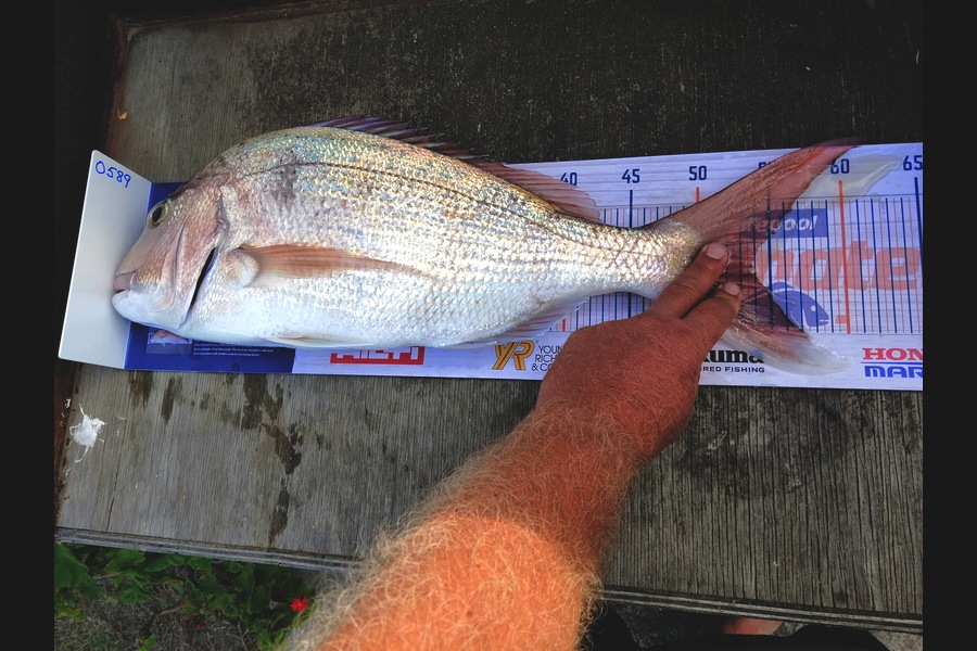 Steve Ryder caught this 53.5cm Snapper at Glinksgully during The Hirepool Baitmates Fishing Comp