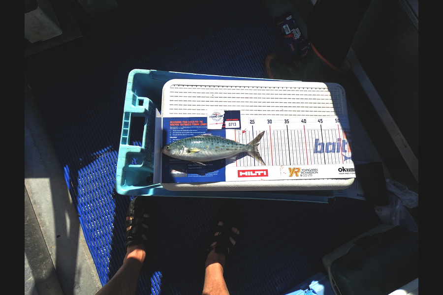 George Dobson caught this 26.0cm Kahawai at Tasman Bay during The Hirepool Baitmates Fishing Comp