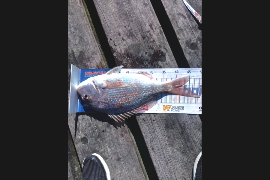 Finlay  Main caught this 42.0cm Snapper at wellington  during The Hirepool Baitmates Fishing Comp