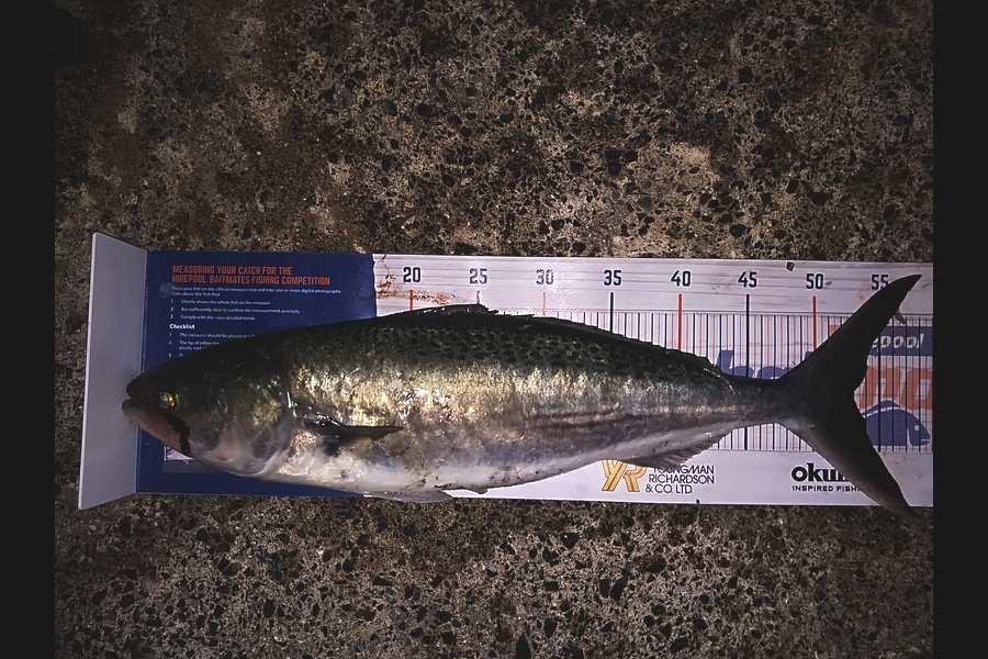 Troy Rae-Royle caught this 53.0cm Kahawai at North Shore during The Hirepool Baitmates Fishing Comp