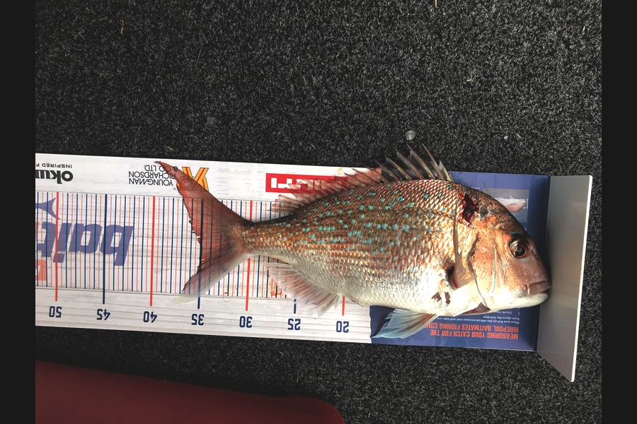 Jack Mannington caught this 35.0cm Snapper at Hauraki Gulf during The Hirepool Baitmates Fishing Comp