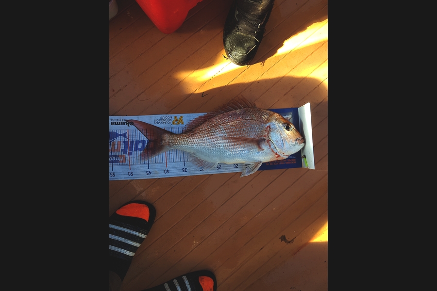 Justin Purcell caught this 44.5cm Snapper at Wellington harbour during The Hirepool Baitmates Fishing Comp