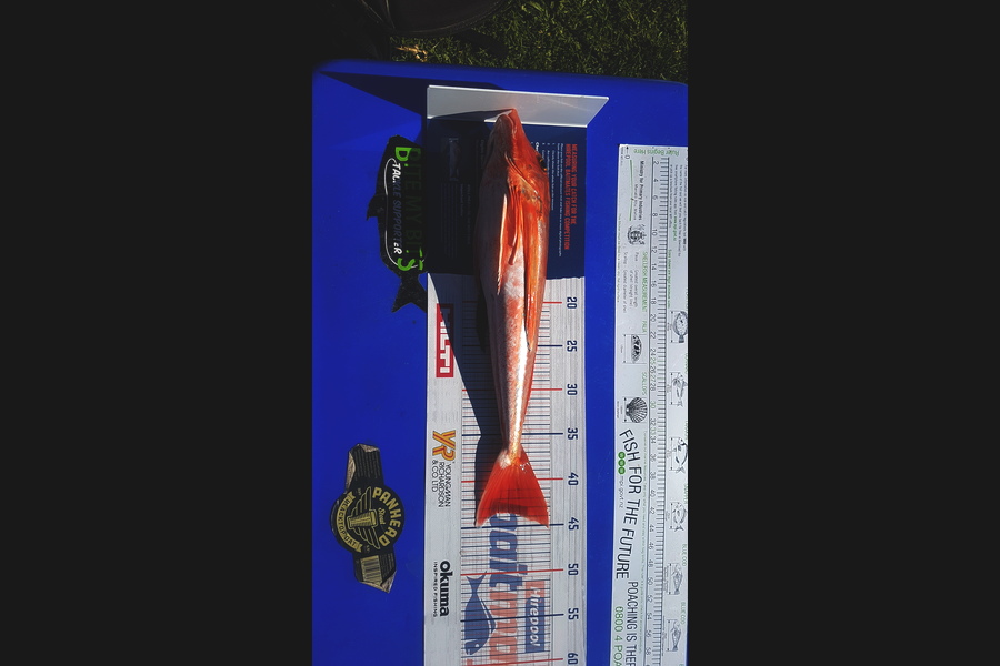 Andrew Martin caught this 43.5cm Gurnard at Kapiti during The Hirepool Baitmates Fishing Comp