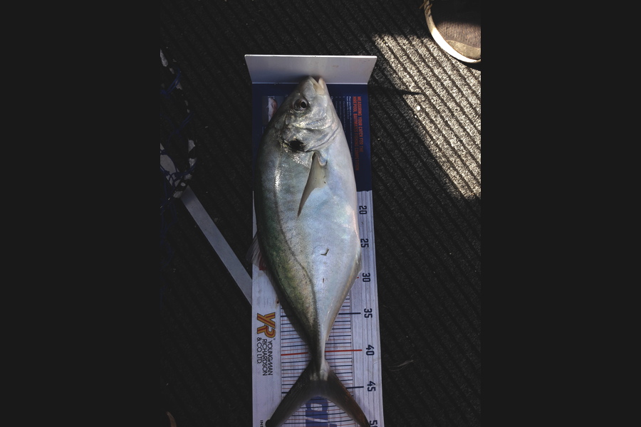 Riki Archer caught this 45.5cm Trevally at Tauranga  during The Hirepool Baitmates Fishing Comp