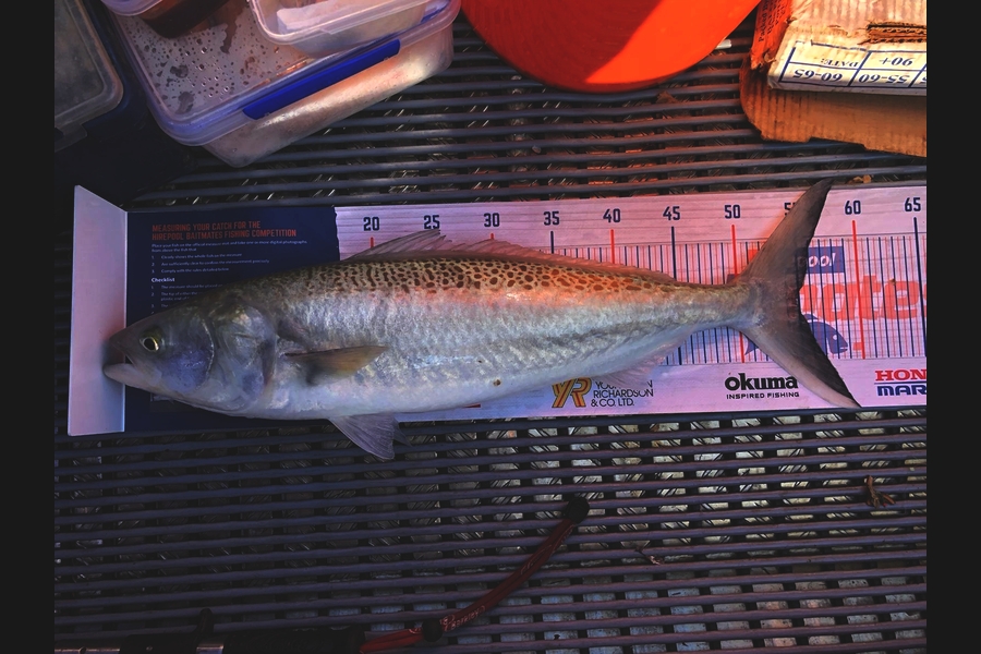 Jesse Jackson caught this 54.5cm Kahawai at Kawakawa Bay during The Hirepool Baitmates Fishing Comp