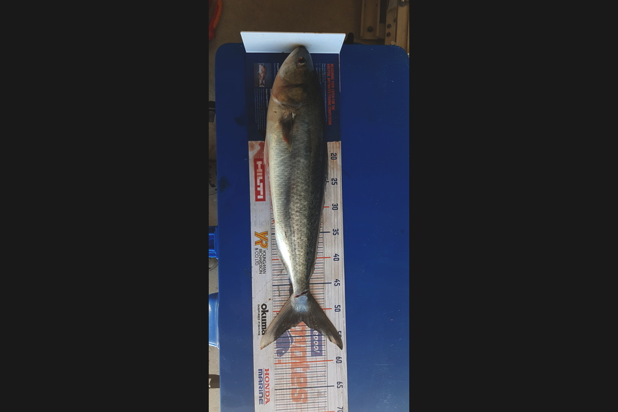 Warren Thompson caught this 52.0cm Kahawai at Tauranga  during The Hirepool Baitmates Fishing Comp