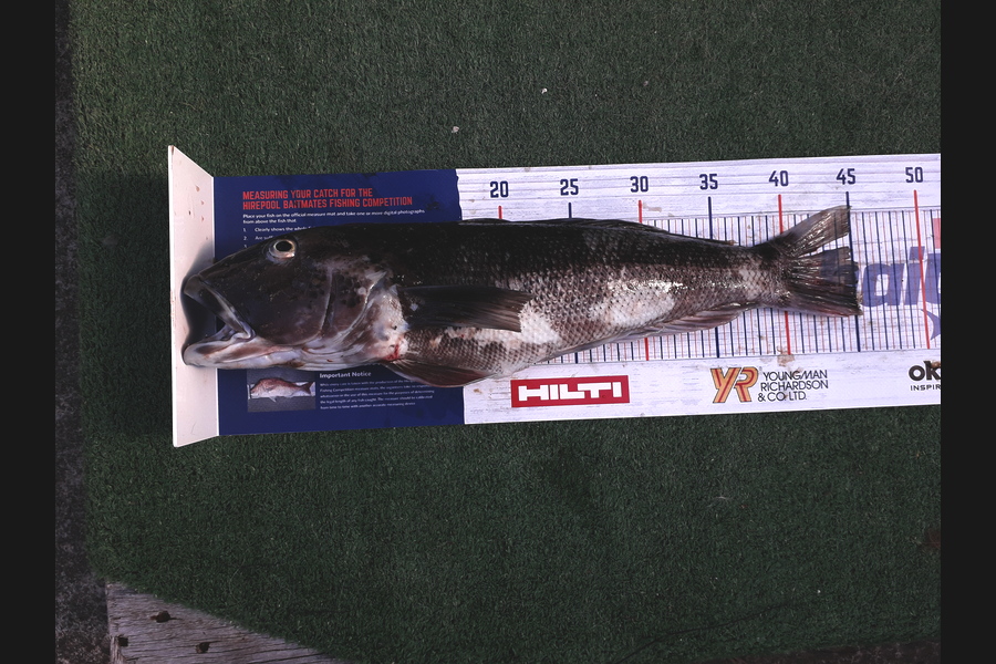 maty bailey caught this 45.0cm Blue Cod at patea during The Hirepool Baitmates Fishing Comp