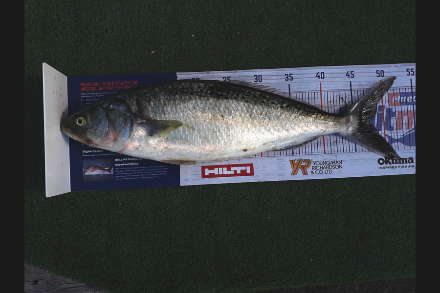 maty bailey caught this 47.0cm Kahawai at patea during The Hirepool Baitmates Fishing Comp