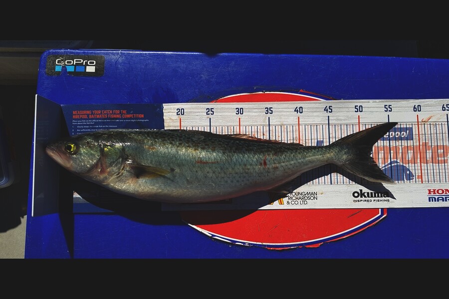 Mark Ray caught this 51.5cm Kahawai at BOP during The Hirepool Baitmates Fishing Comp