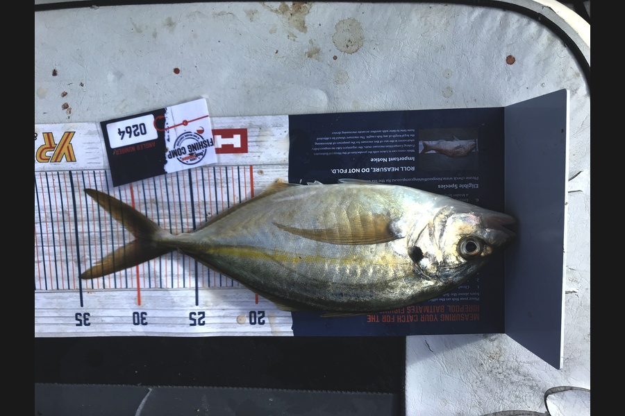 Andrew Deans caught this 30.0cm Trevally at Waitemata  during The Hirepool Baitmates Fishing Comp