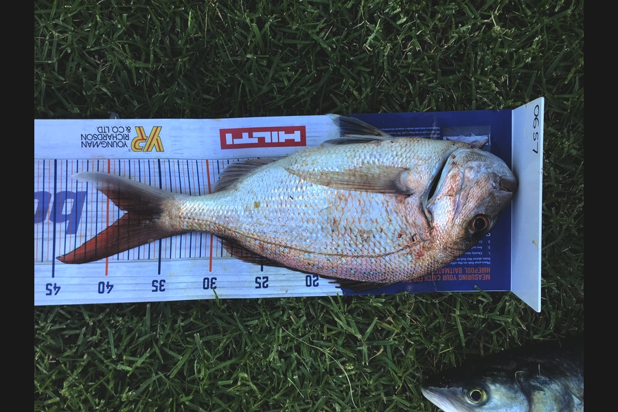 Duncan  Wills  caught this 38.0cm Snapper at Bowentown  during The Hirepool Baitmates Fishing Comp