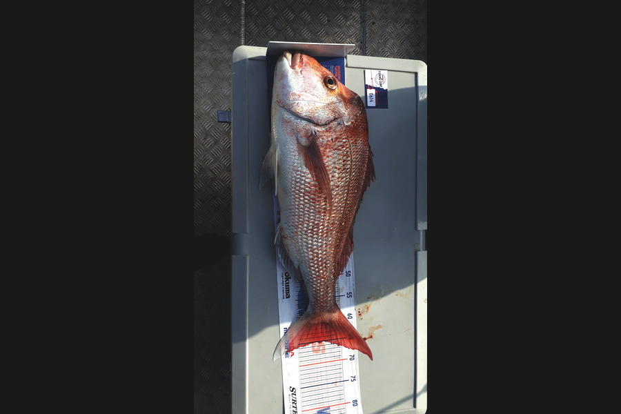 Ricky  Blanken caught this 65.5cm Snapper at Coromandal during The Hirepool Baitmates Fishing Comp