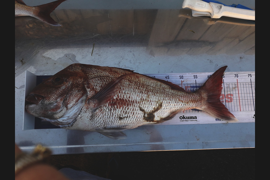Nicole Wells-Green caught this 63.0cm Snapper at Mercury island during The Hirepool Baitmates Fishing Comp