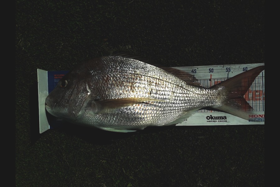 Clayton Hancock caught this 59.0cm Snapper at BOP during The Hirepool Baitmates Fishing Comp