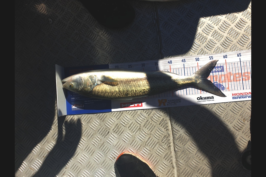 Caleb Marshall caught this 52.5cm Kahawai at White island  during The Hirepool Baitmates Fishing Comp