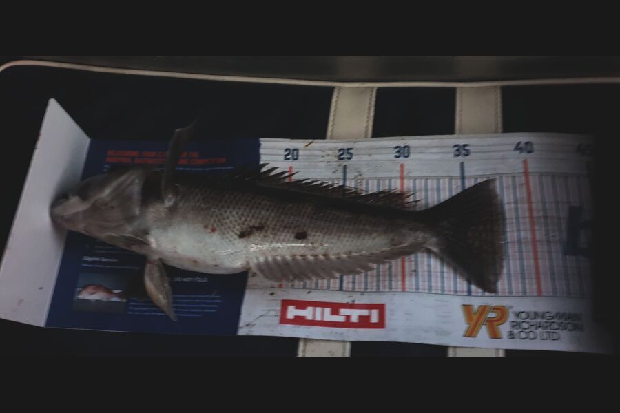 Leigh Tuuta caught this 38.0cm Blue Cod at Kaikoura during The Hirepool Baitmates Fishing Comp