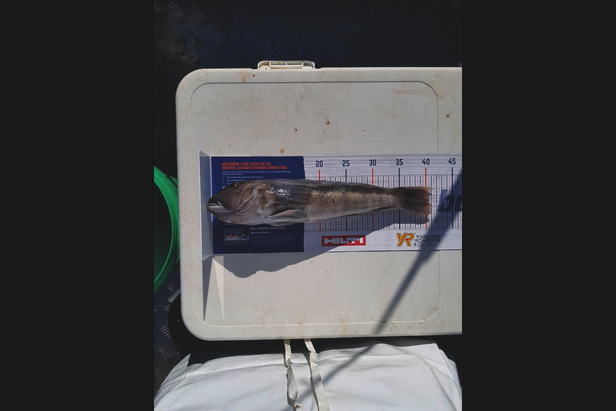 Damien Lardner caught this 40.0cm Blue Cod at Wanganui during The Hirepool Baitmates Fishing Comp