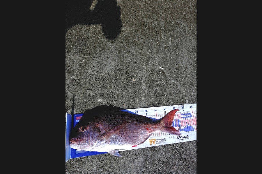 Andre Zowitzkey caught this 46.6cm Snapper at Army Bay during The Hirepool Baitmates Fishing Comp