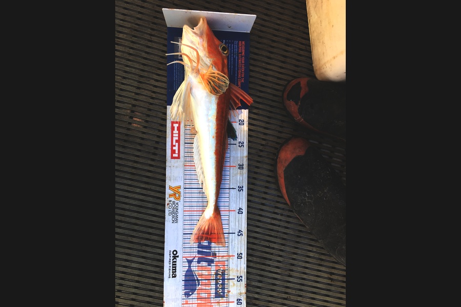 Christian Wirepa caught this 46.5cm Gurnard at Marlborough  during The Hirepool Baitmates Fishing Comp