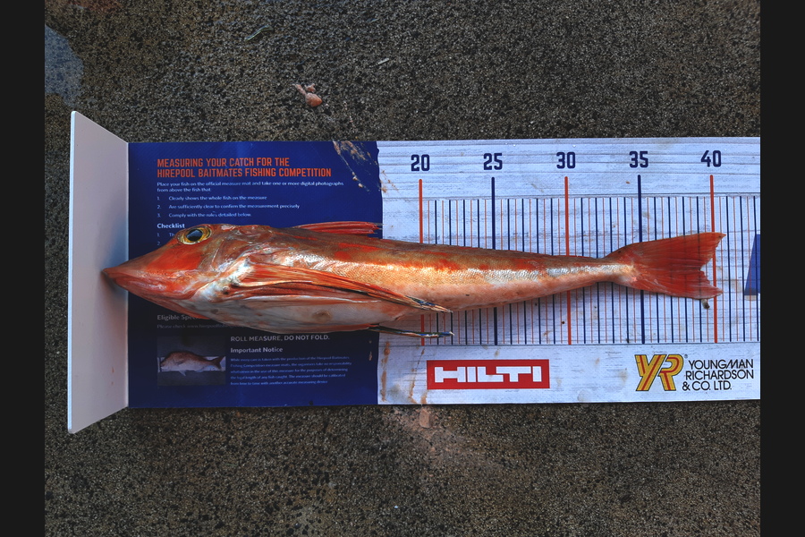 Hamish Wilson caught this 39.0cm Gurnard at Hot water beach  during The Hirepool Baitmates Fishing Comp