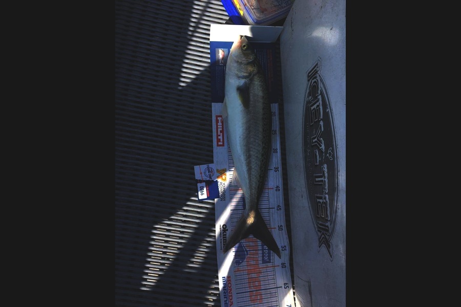 Todd Warmington  caught this 51.0cm Kahawai at Kaipara  during The Hirepool Baitmates Fishing Comp