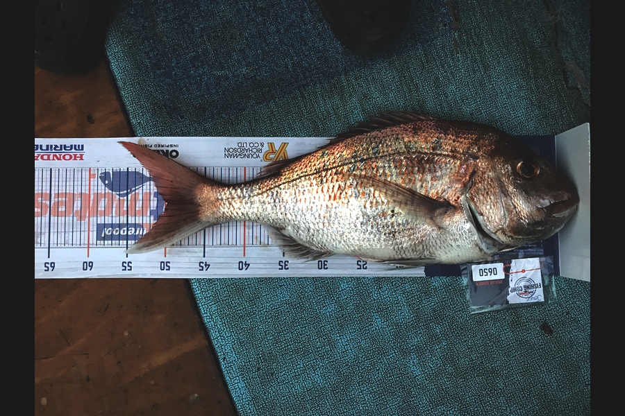 Joyce Tutaki caught this 49.5cm Snapper at Thames Firth during The Hirepool Baitmates Fishing Comp