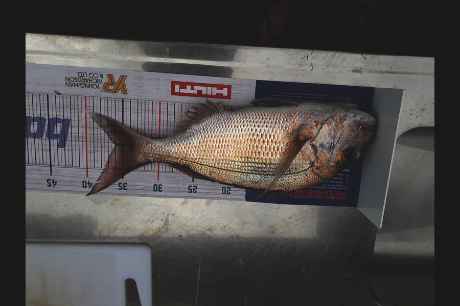 Nicole Wells-Green caught this 36.0cm Snapper at Coromandel during The Hirepool Baitmates Fishing Comp