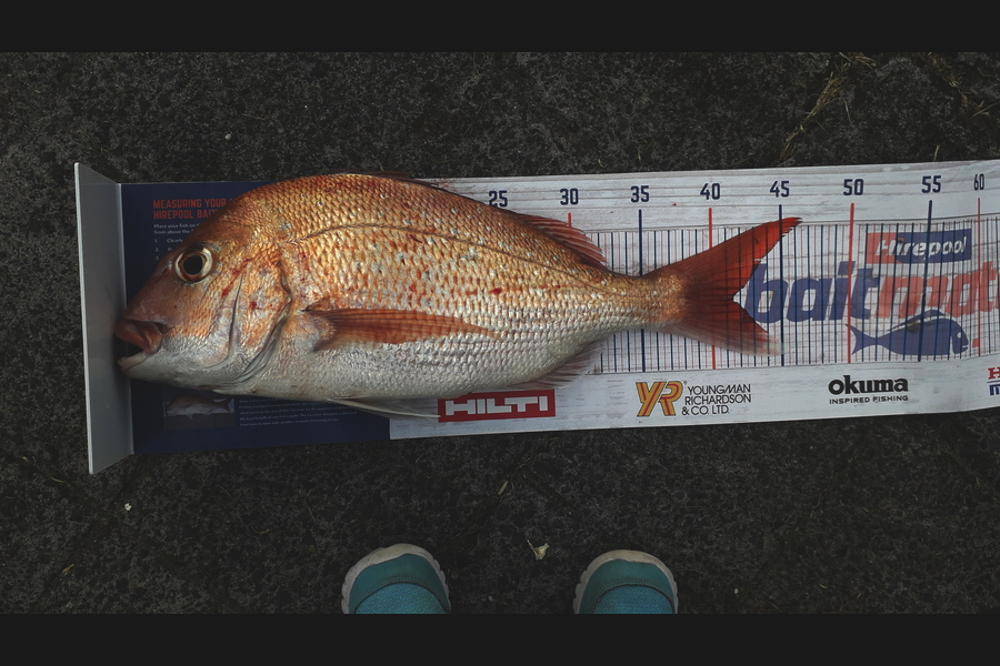 Lewis  Bristowe caught this 41.5cm Snapper at Rangitoto chanel  during The Hirepool Baitmates Fishing Comp