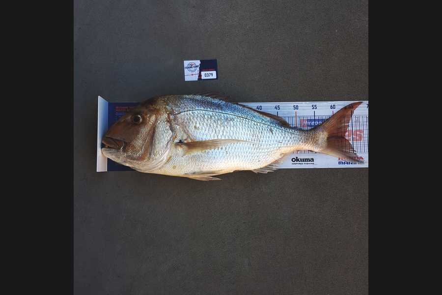 Darren Nunn caught this 62.5cm Snapper at Matata, Bay of Plenty during The Hirepool Baitmates Fishing Comp