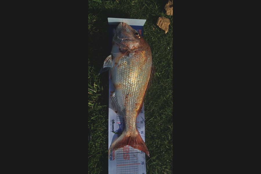 William Askham caught this 61.0cm Snapper at Hokianga during The Hirepool Baitmates Fishing Comp