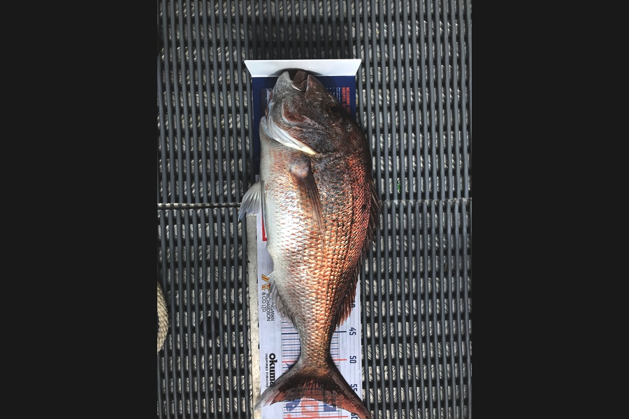 Bevan Sandison caught this 56.0cm Snapper at Flat Rock during The Hirepool Baitmates Fishing Comp