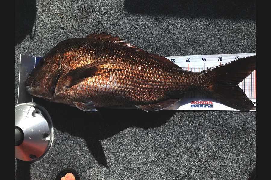 Glen Hudson caught this 75.0cm Snapper at Hen and chicks Islands  during The Hirepool Baitmates Fishing Comp
