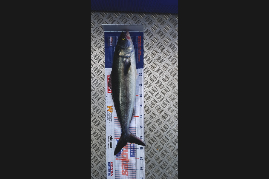 Rodney Stone caught this 52.0cm Kahawai at Mangawhai  during The Hirepool Baitmates Fishing Comp