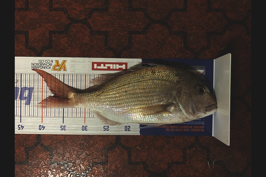Clint Mills caught this 37.0cm Snapper at Maketu during The Hirepool Baitmates Fishing Comp