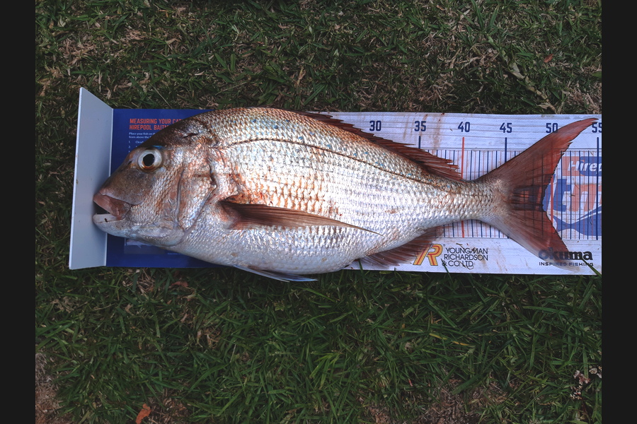 Hamish Wilson caught this 49.0cm Snapper at Alderman Islands during The Hirepool Baitmates Fishing Comp