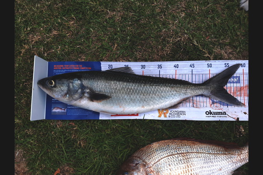 Hamish Wilson caught this 54.0cm Kahawai at Alderman Islands during The Hirepool Baitmates Fishing Comp