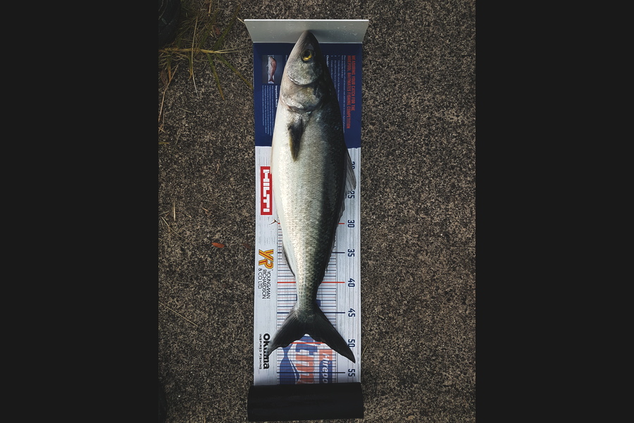 Gary Williamson caught this 48.5cm Kahawai at Whangamata  during The Hirepool Baitmates Fishing Comp