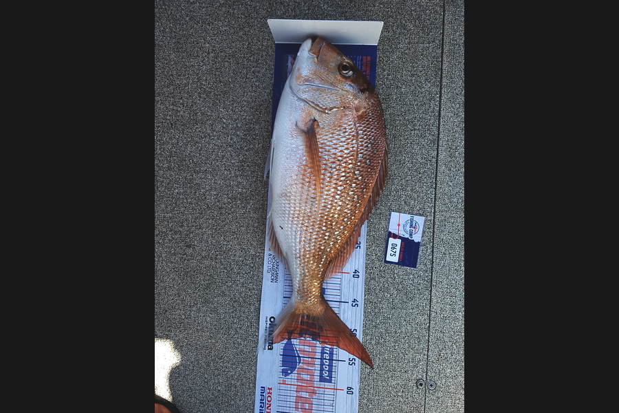 Paul  Towersey  caught this 51.5cm Snapper at Kaipara  during The Hirepool Baitmates Fishing Comp