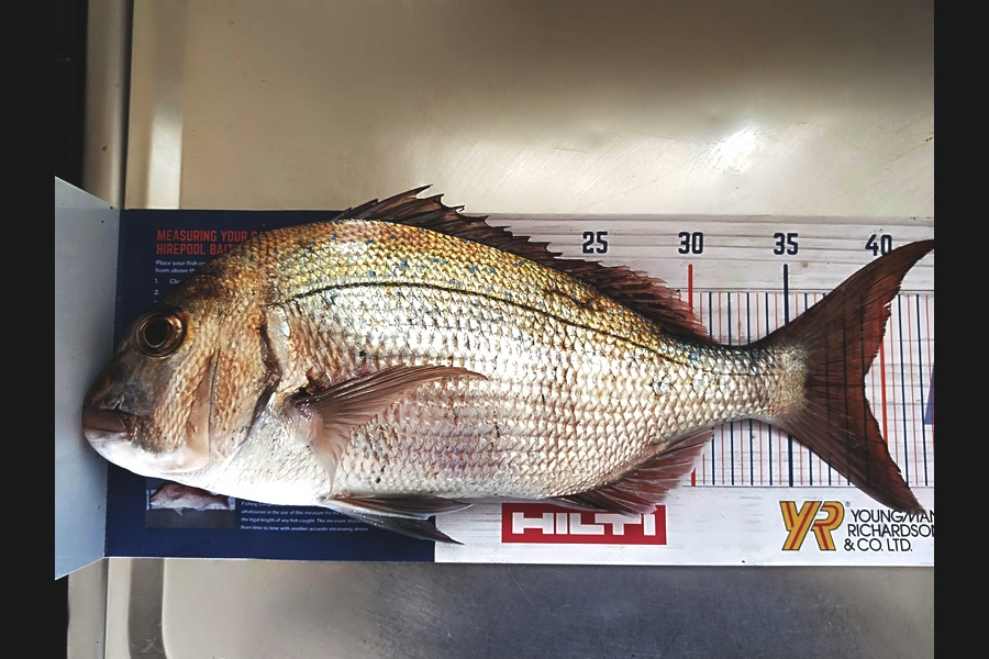 Troy Rae-Royle caught this 39.0cm Snapper at North Shore during The Hirepool Baitmates Fishing Comp