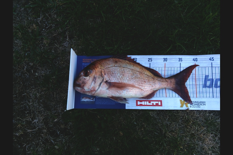 Michael James caught this 36.0cm Snapper at Hihi during The Hirepool Baitmates Fishing Comp