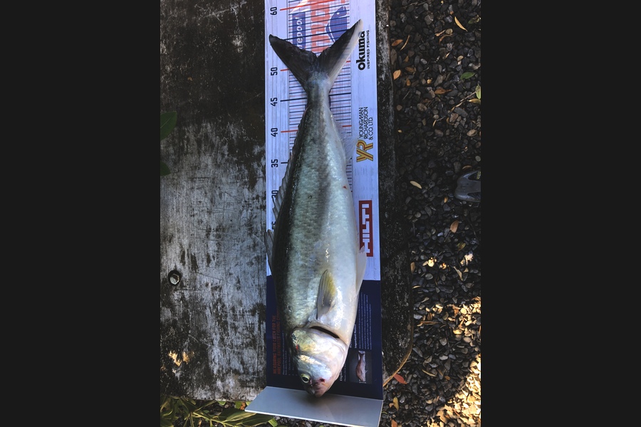 paul jackson caught this 51.0cm Kahawai at Akitio during The Hirepool Baitmates Fishing Comp