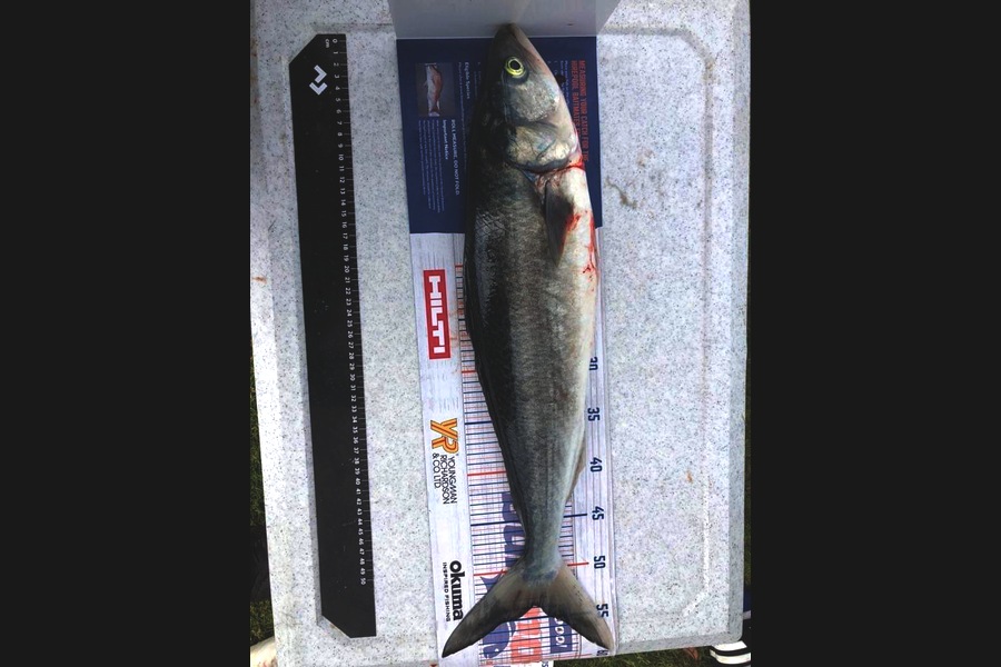 Nina Andrews caught this 53.5cm Kahawai at Otama Beach during The Hirepool Baitmates Fishing Comp